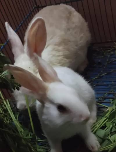 Beautiful & Super Healthy Rabbit Pair