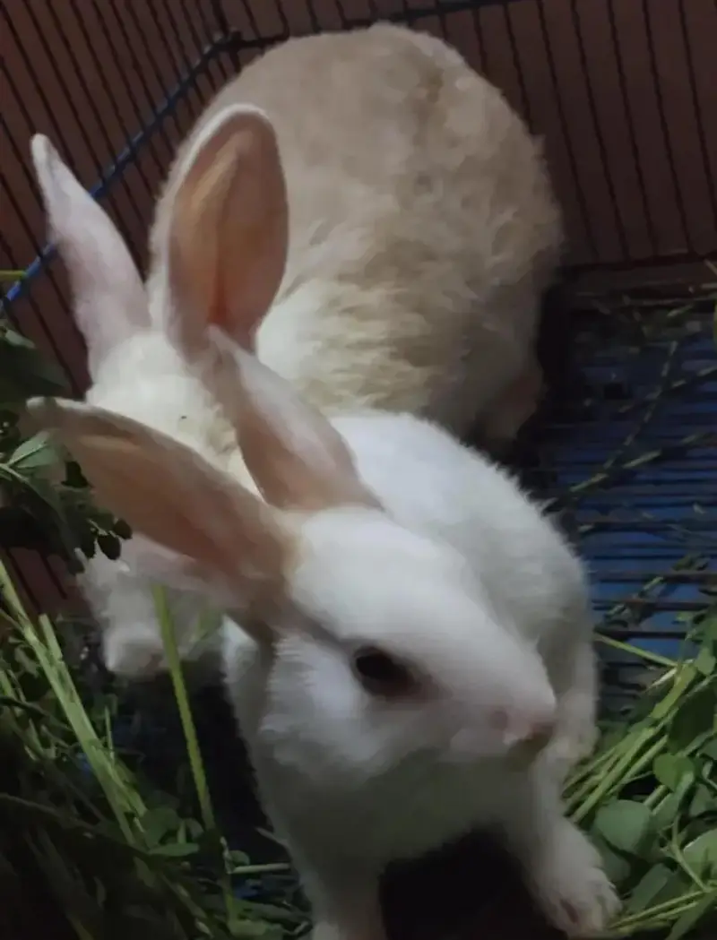 Beautiful & Super Healthy Rabbit Pair