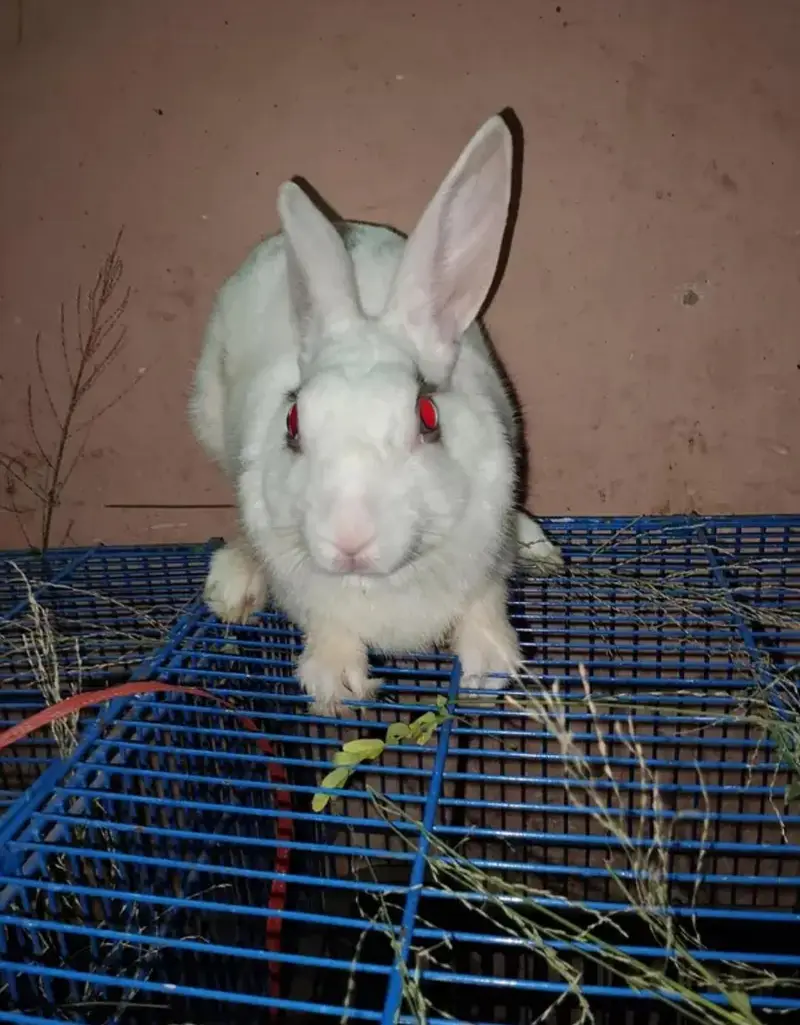Beautiful & Super Healthy Rabbit Pair — photo 2