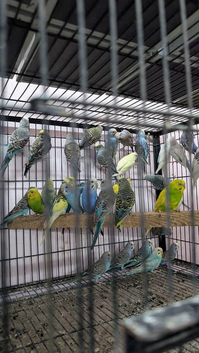 Budgies chicks amd adults