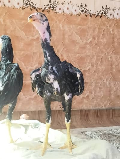 Aseel Mianwali  – 7 Month Old Strong & Healthy