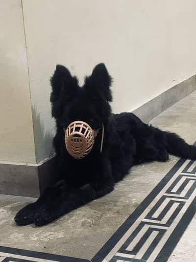 Black german shepherd