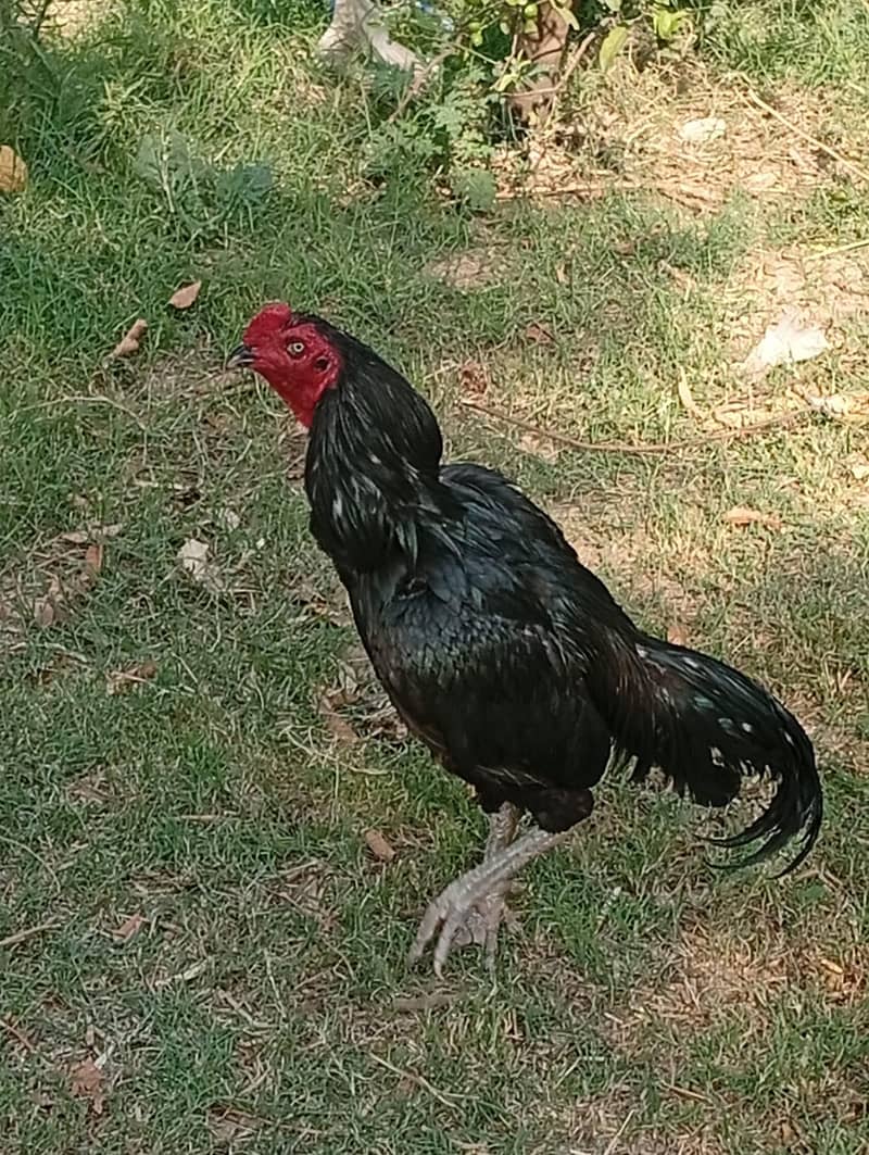 For sell 0