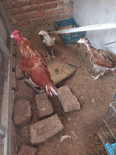 ASEEL AND BANTAM