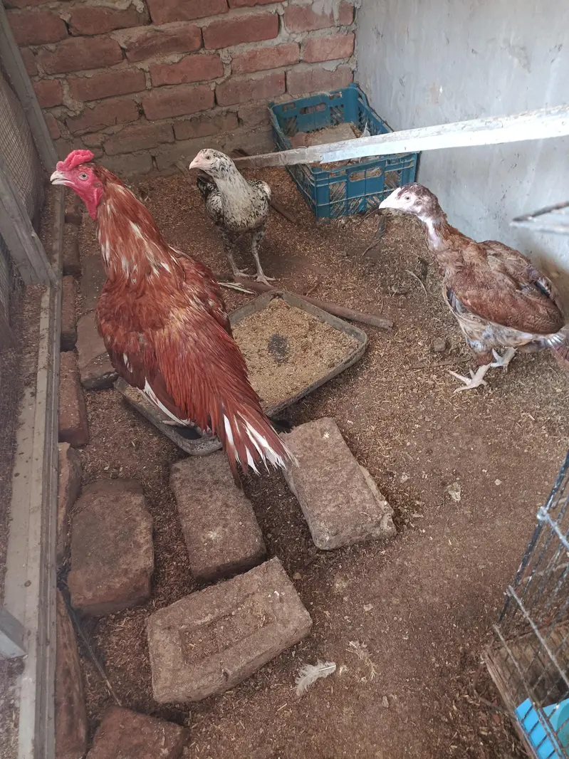 ASEEL AND BANTAM