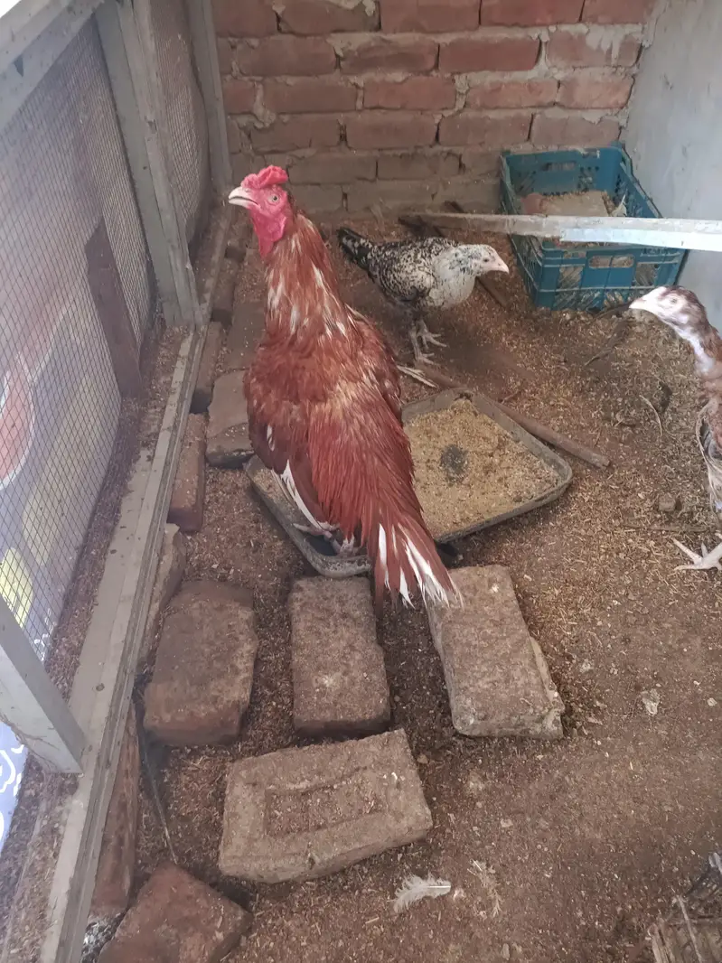 ASEEL AND BANTAM — photo 2