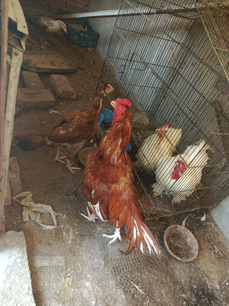 ASEEL AND BANTAM — photo 3