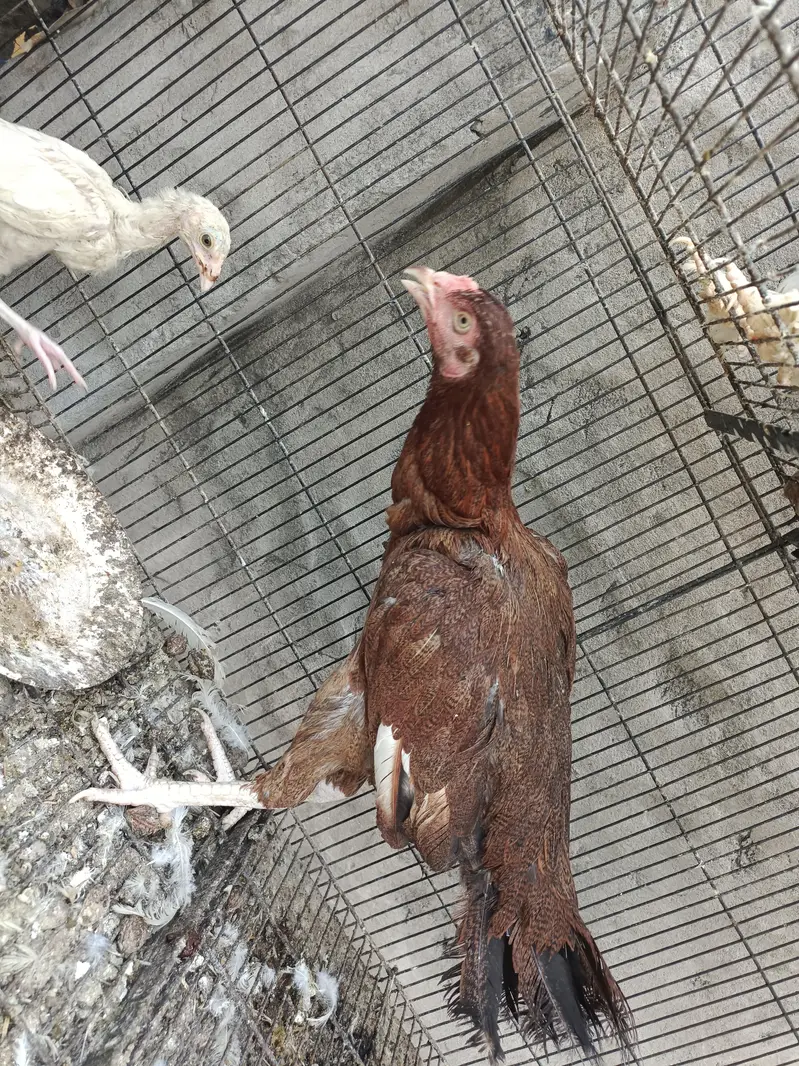 ASEEL AND BANTAM — photo 5