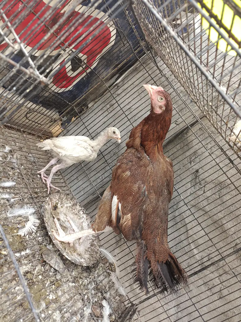 ASEEL AND BANTAM — photo 6