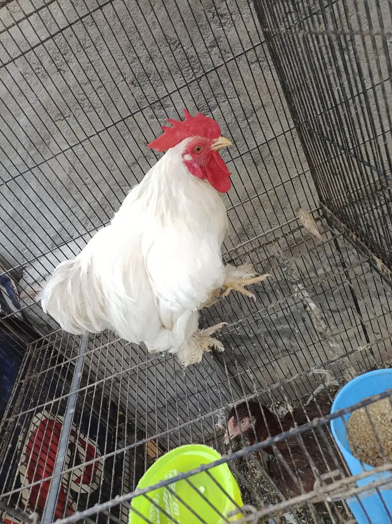 ASEEL AND BANTAM — photo 7