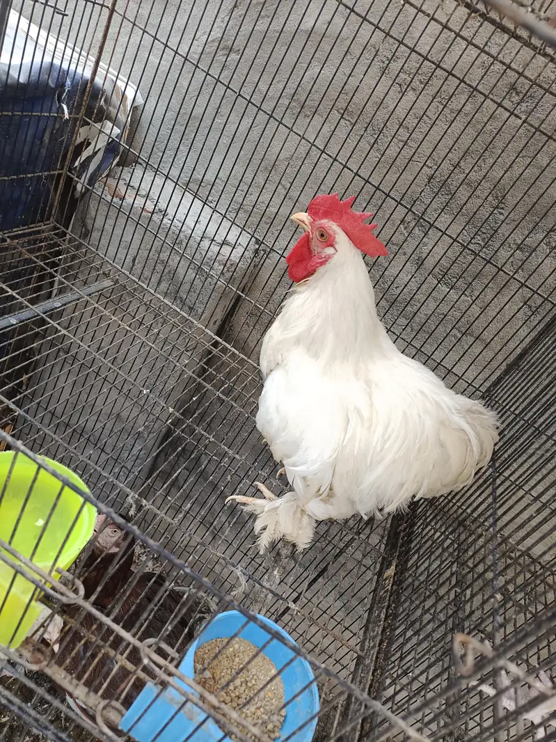 ASEEL AND BANTAM — photo 9