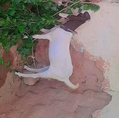sindhi kamori bakri 2 dant