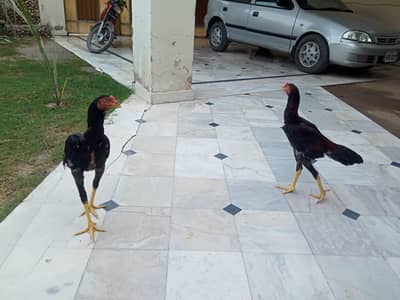 Aseel Amrohi Chicks for sale