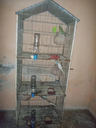 cage & birds 03168029549