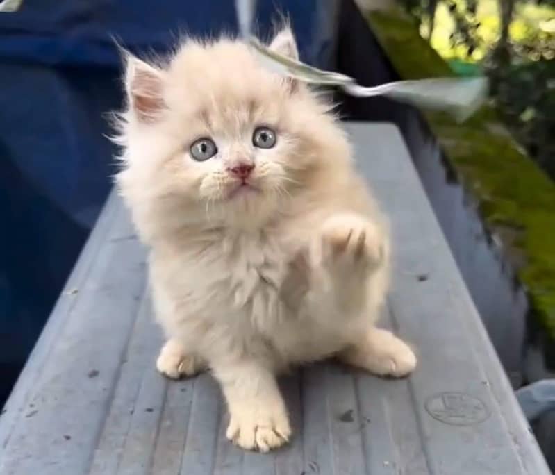 Persian kittens 0