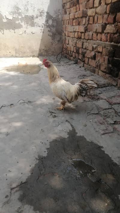 Fancy murgha for sale breeder