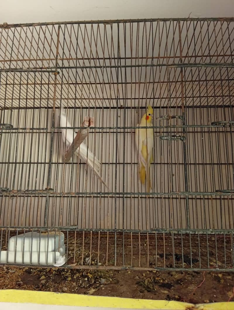 cocktail breader pair 2