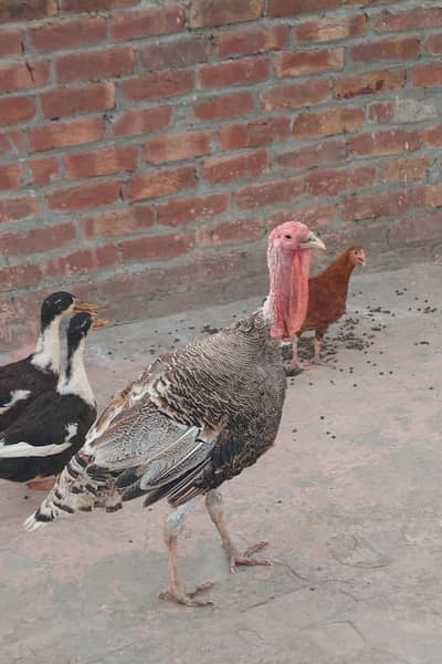 Turkey Birds Pair Urgently sale