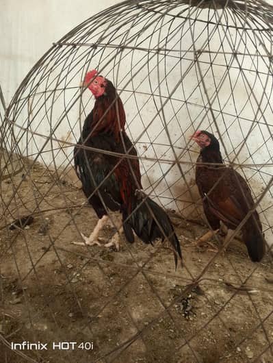 Mianwali aseel pair for sale high quailty