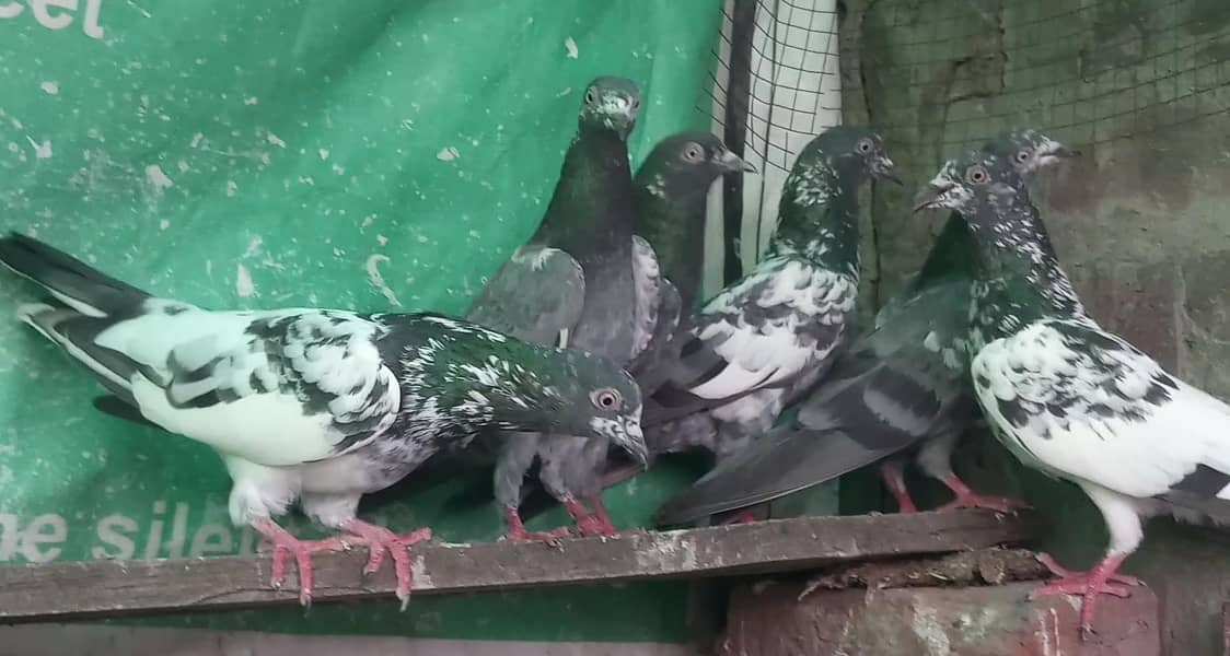 پرواز واپسی والے گارنٹڈ پٹھیاں پٹھے + ٹیڈی جوڑے +مادیاں 2
