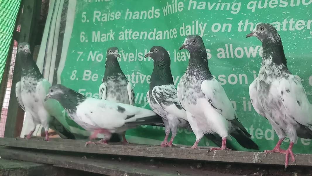پرواز واپسی والے گارنٹڈ پٹھیاں پٹھے + ٹیڈی جوڑے +مادیاں 3