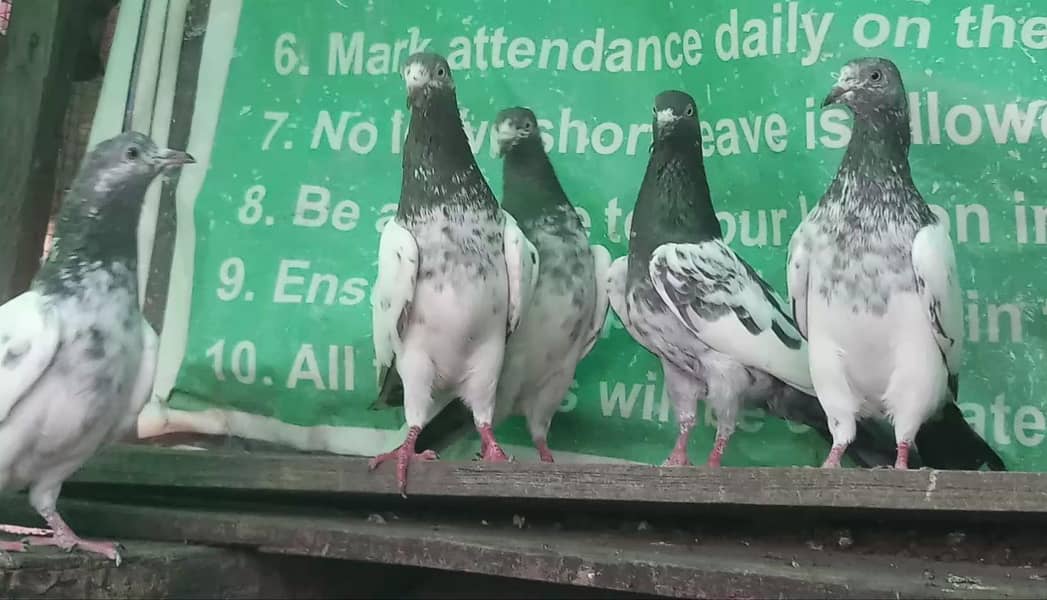 پرواز واپسی والے گارنٹڈ پٹھیاں پٹھے + ٹیڈی جوڑے +مادیاں 4