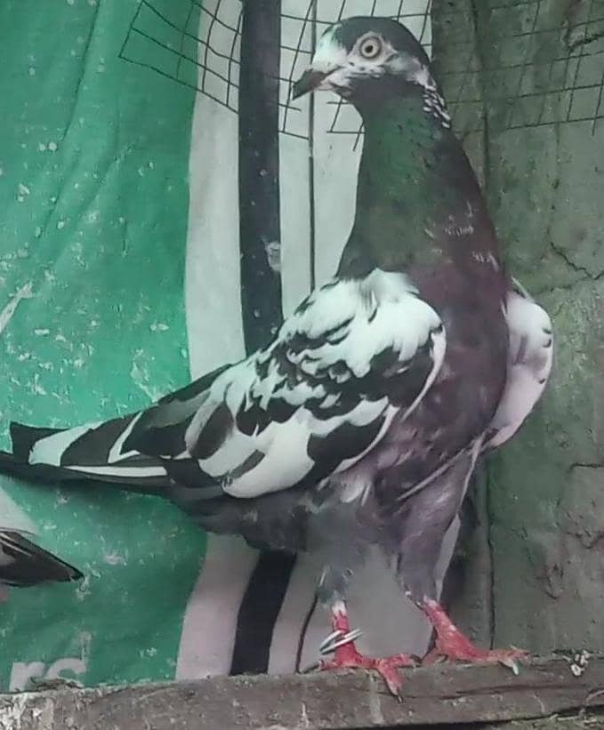 پرواز واپسی والے گارنٹڈ پٹھیاں پٹھے + ٹیڈی جوڑے +مادیاں 5