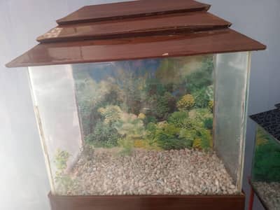 fish aquarium