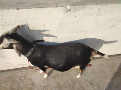 Gabban bakri