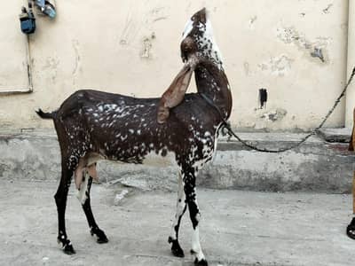 Healthy Female Goat for sale healthy and active