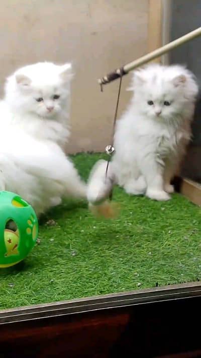 Quality Persian panch face cat and kitten WhatsAp 03493541397