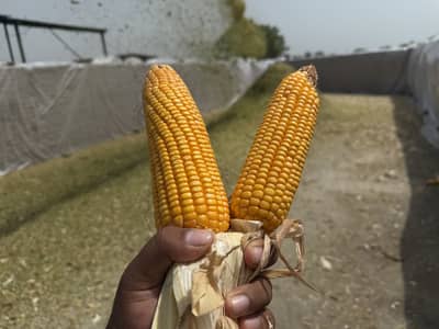 Mukie ka silage