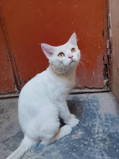 female cat for sale