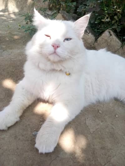 male cat