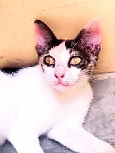 beautiful eyes Golden hazel mix breed kitten