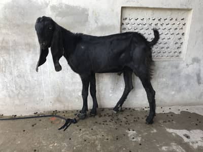 Beetal Bakra