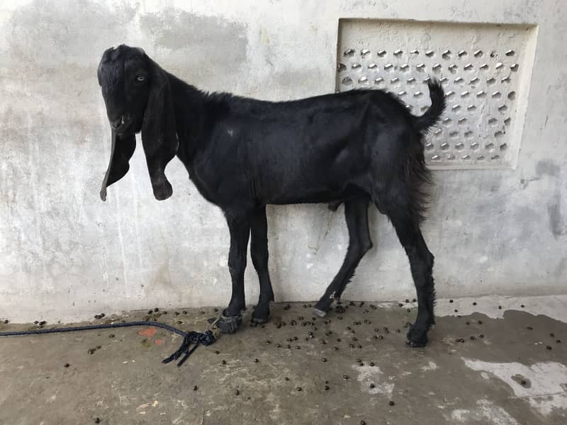 Top Quality Beetal Bakra for sale 0