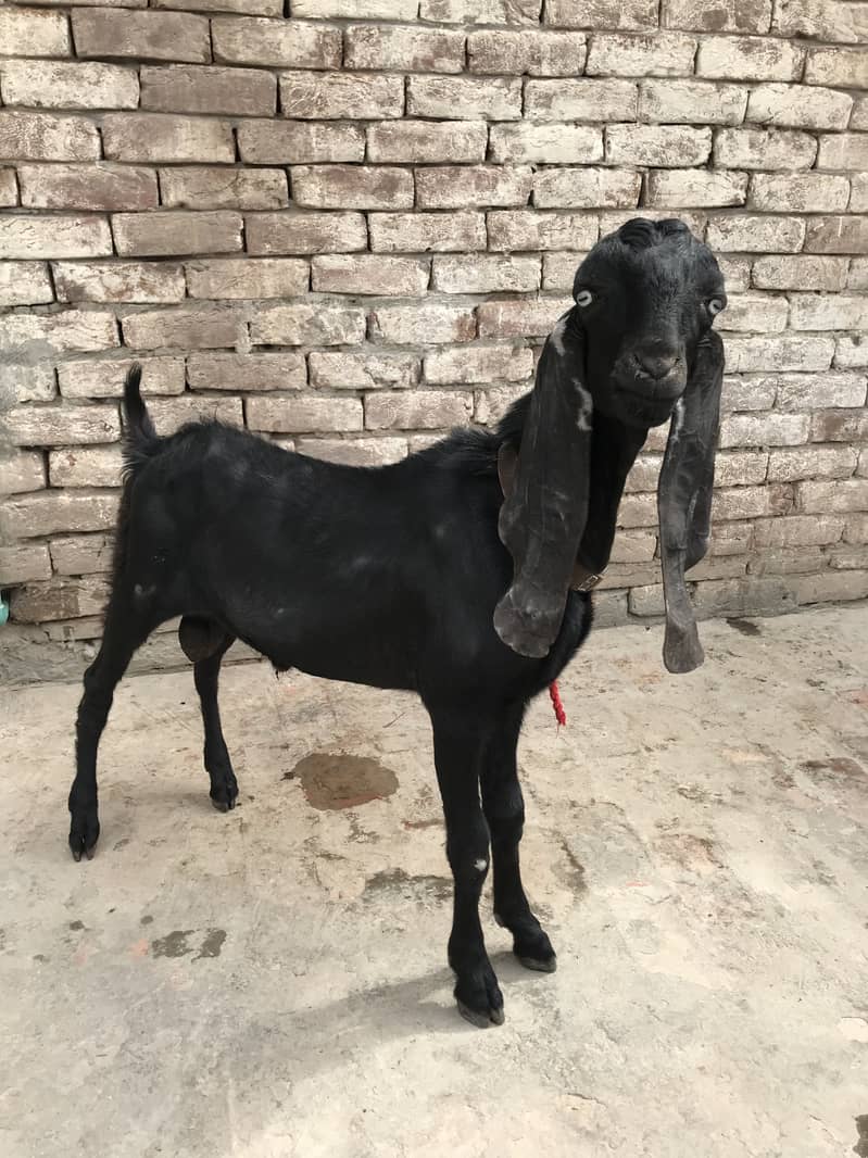 Top Quality Beetal Bakra for sale 1