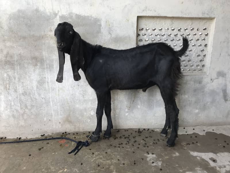 Top Quality Beetal Bakra for sale 2