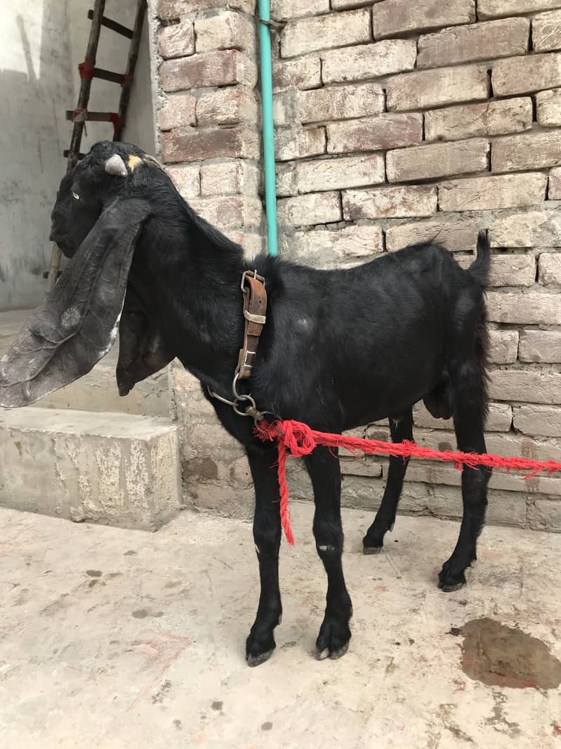 Top Quality Beetal Bakra for sale 3