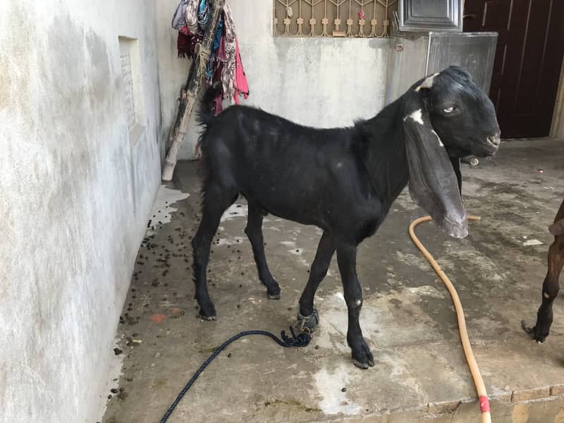 Top Quality Beetal Bakra for sale 4