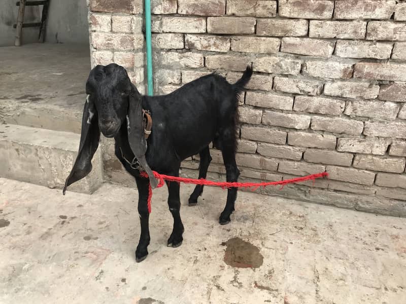 Top Quality Beetal Bakra for sale 5