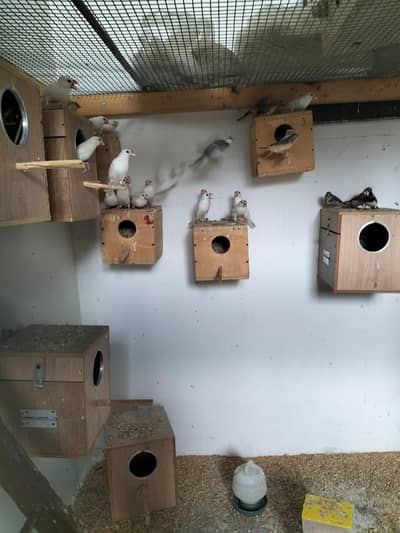 white Java breeder pair