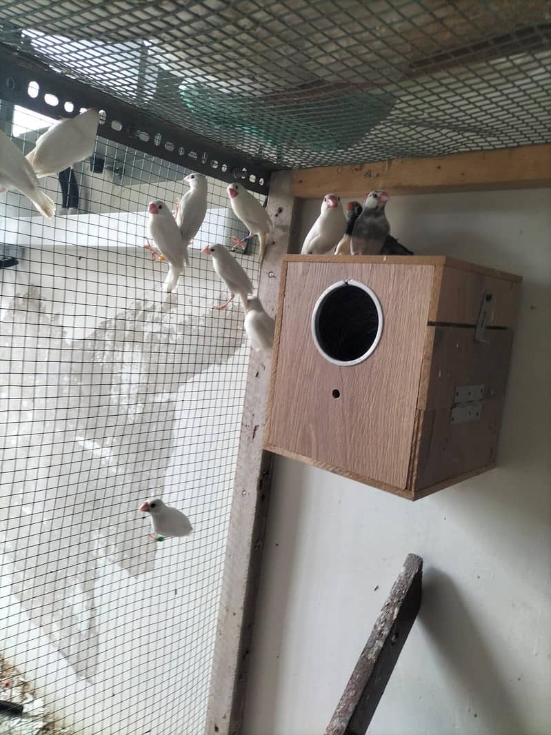 white Java breeder pair 2