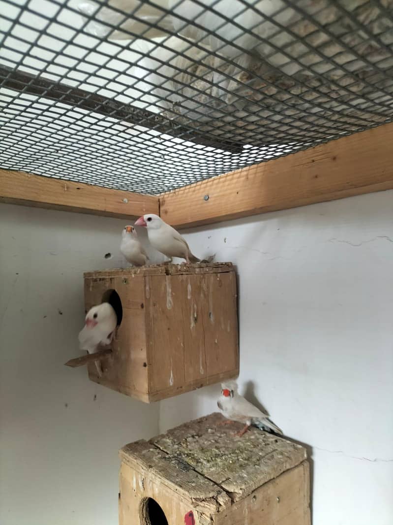 white Java breeder pair 3