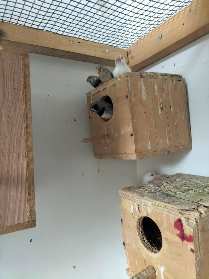 white Java breeder pair 7