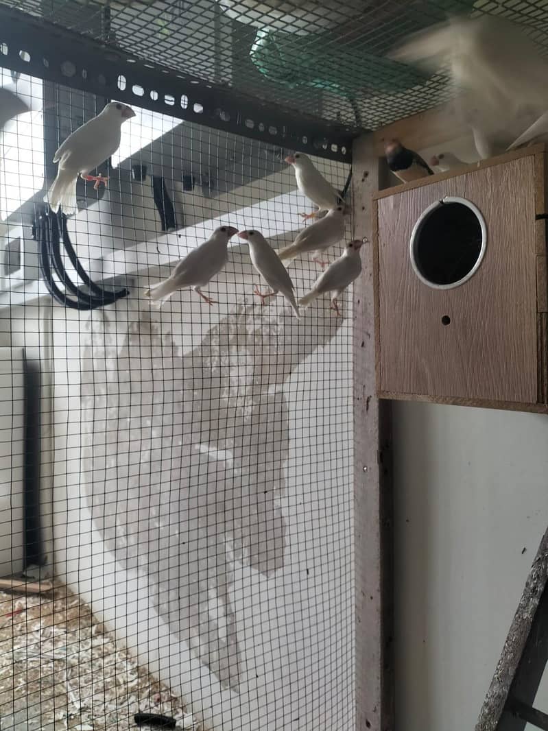 white Java breeder pair 9