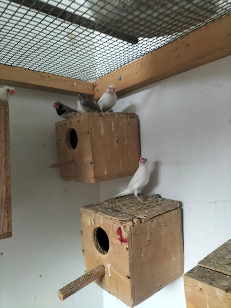 white Java breeder pair 10