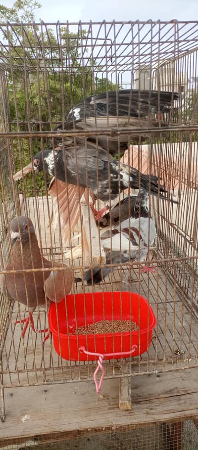Gola kabootr 5 for sale
