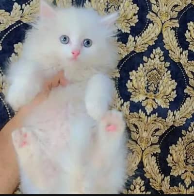 (Persian female kitten) (for sale all) (Pakistan delivery available)